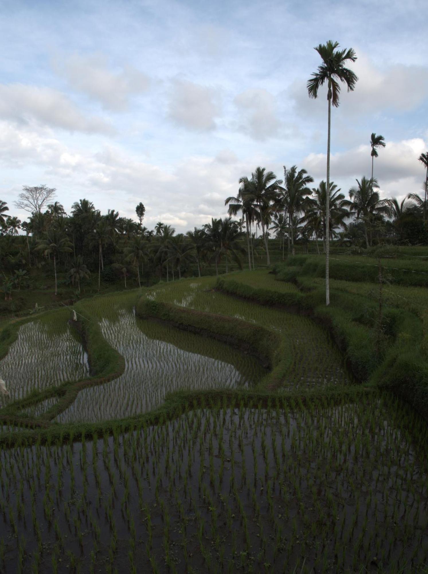 Tereng Wilis Jungle Inn Tetebatu Bagian luar foto