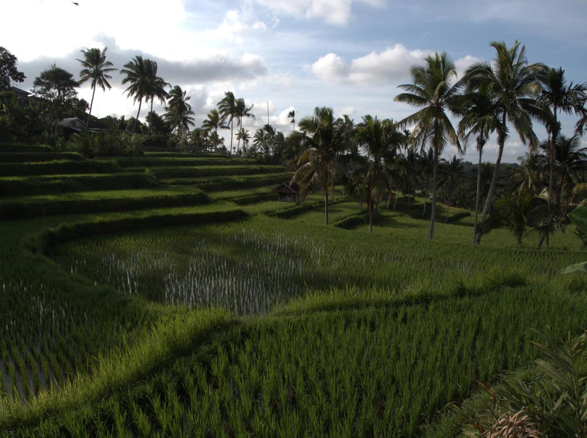 Tereng Wilis Jungle Inn Tetebatu Bagian luar foto
